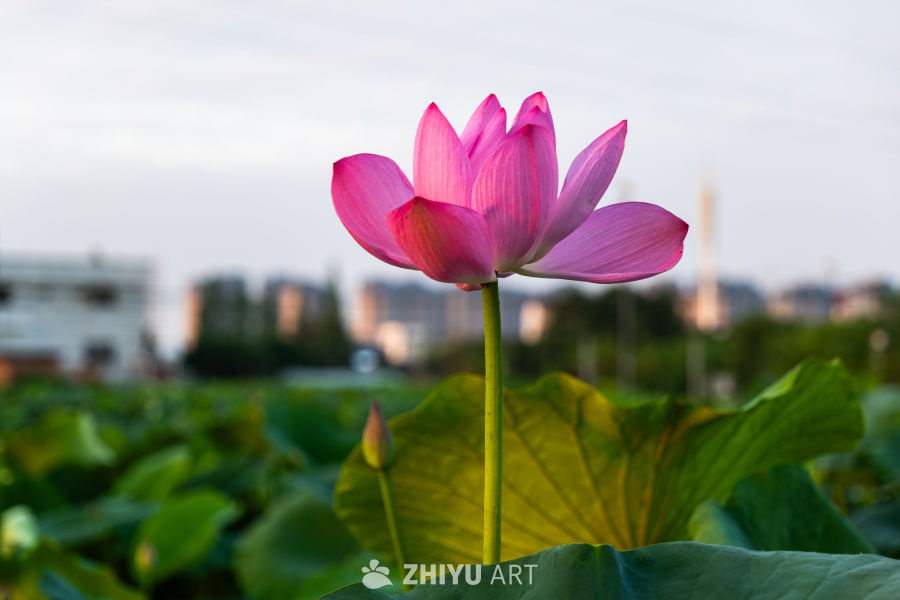 荷花 28
