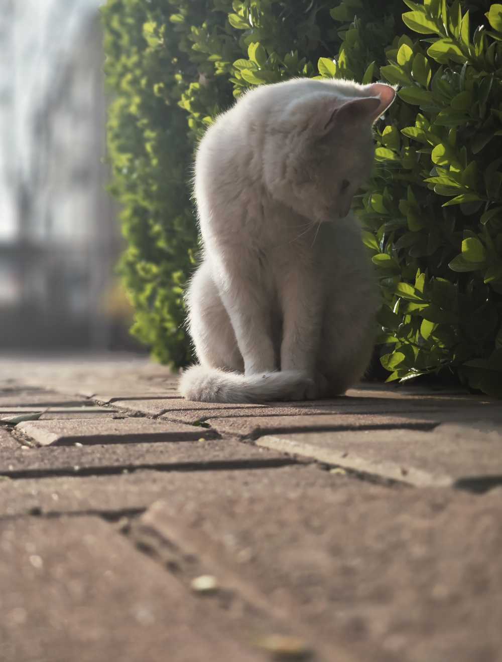 小白猫