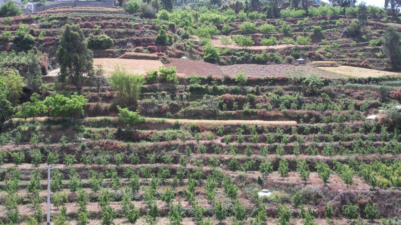 河谷地带柑橘种植基地4
