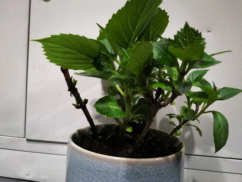 绣球盆栽