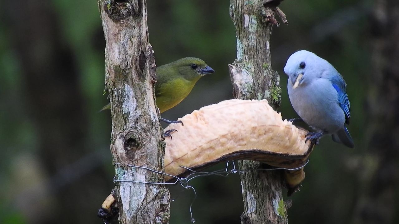 自然鸟吃树