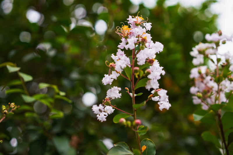 紫薇花 8