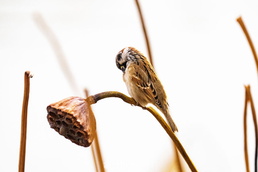 麻雀栖息莲蓬之上