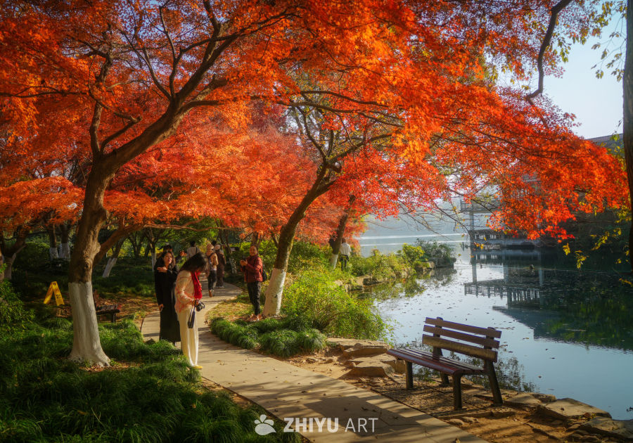 枫是冬日的序章