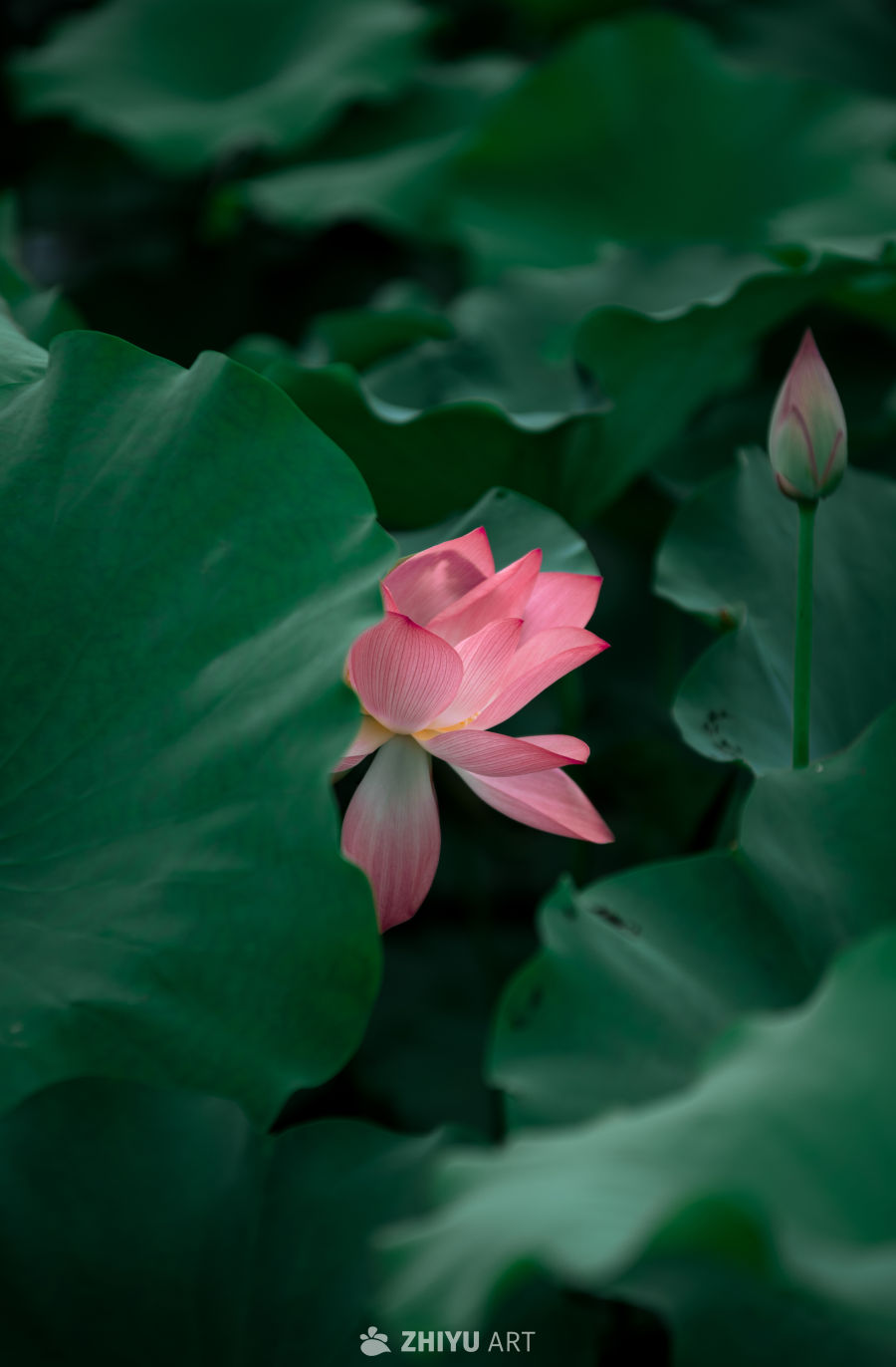 荷花 17