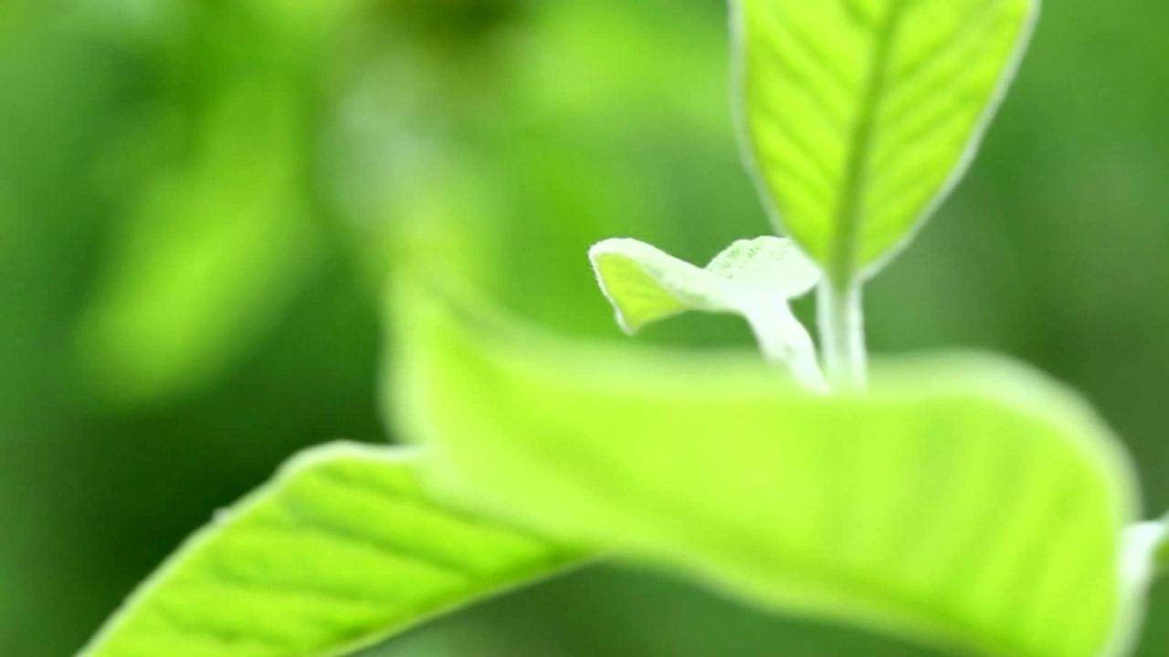 森林氧吧