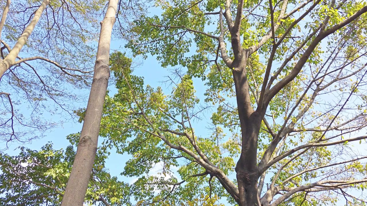 4K公园监控树林上摇仰拍