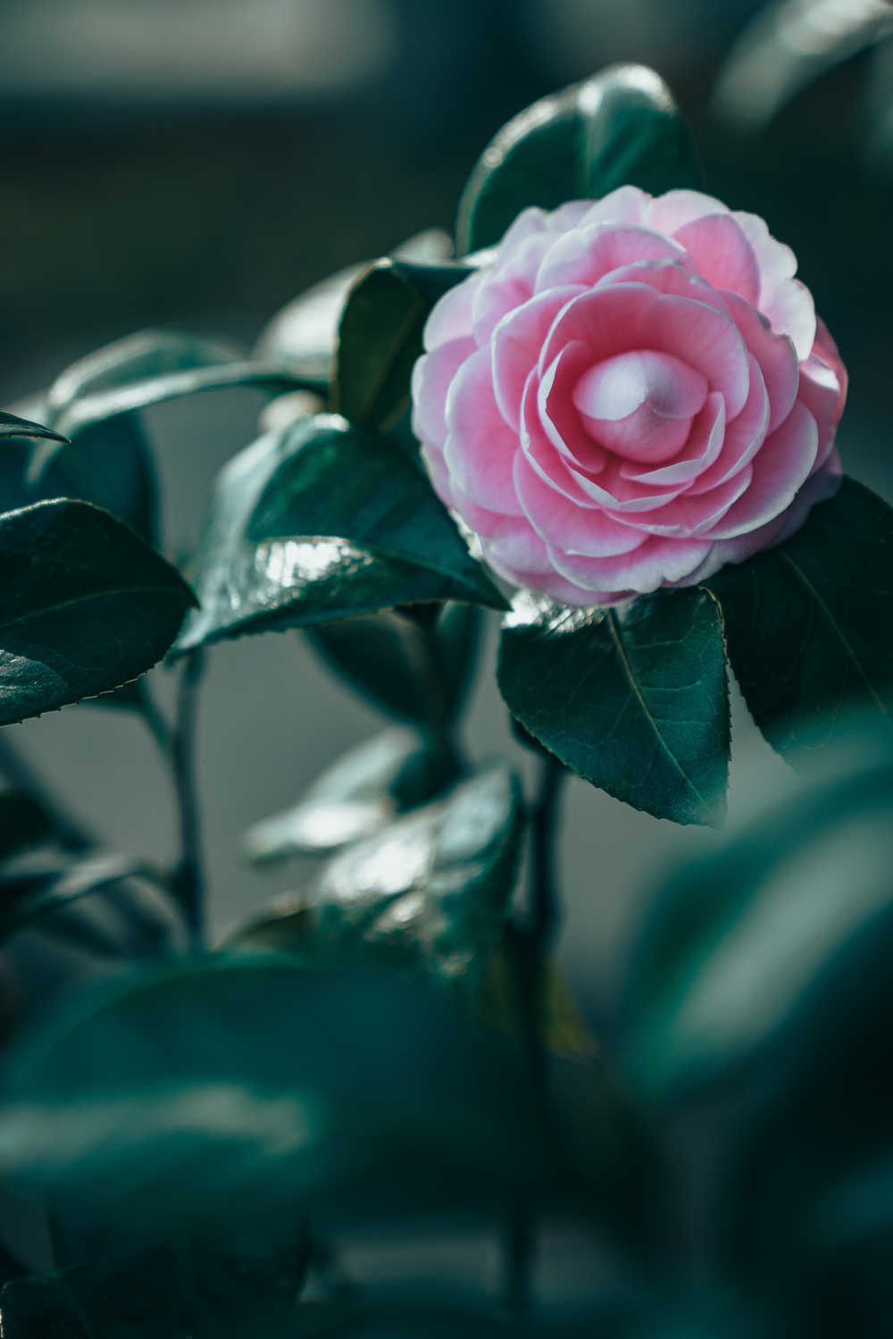 春天的那些花儿