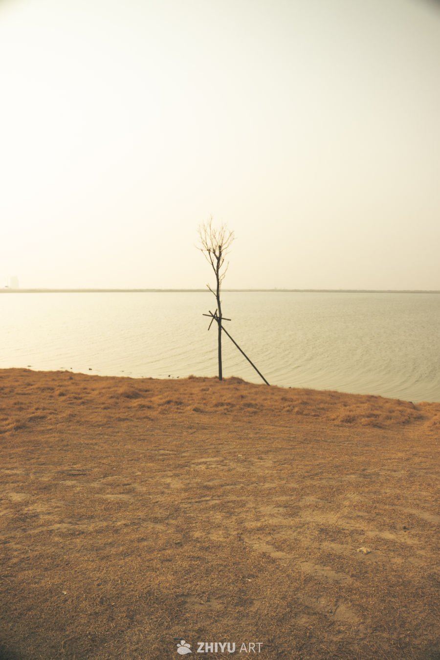 湖畔孤树