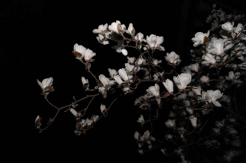 夜玉兰 8