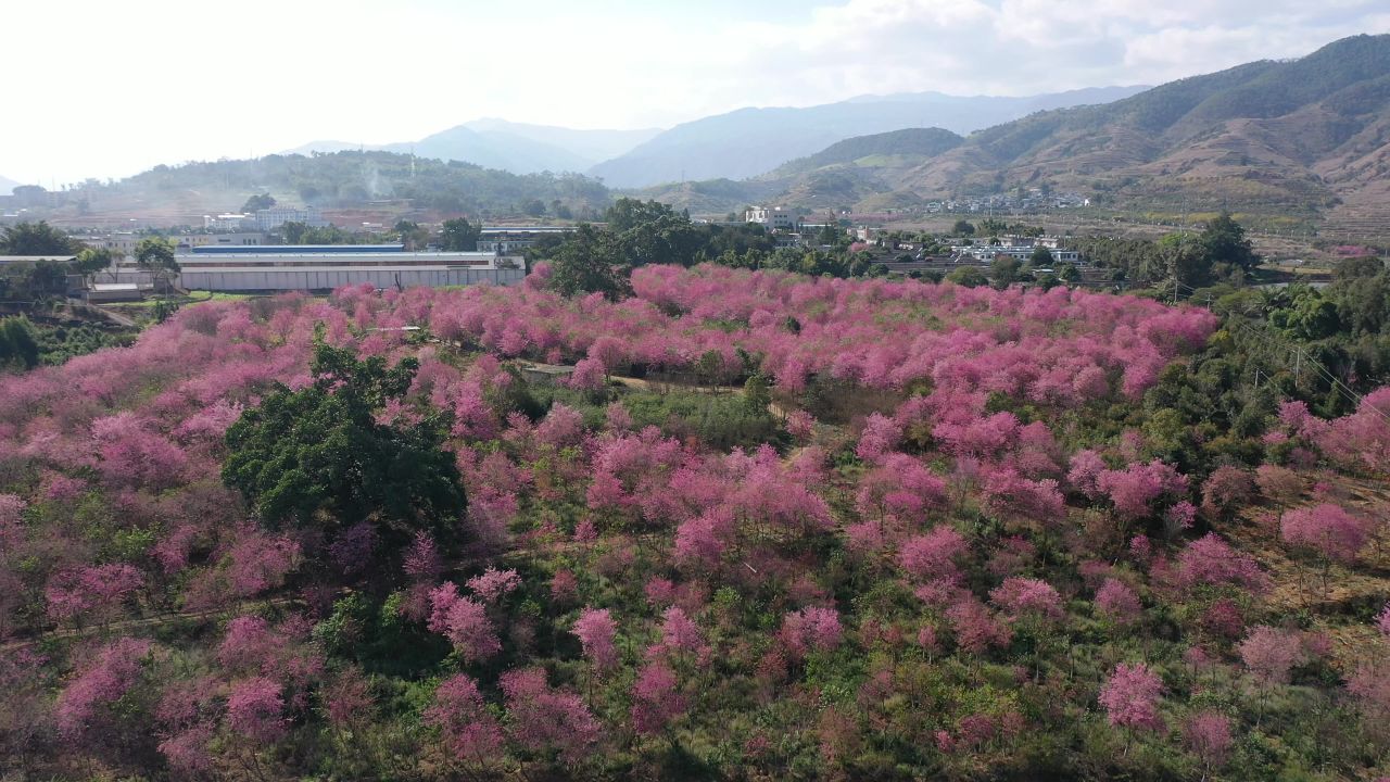 樱花航拍