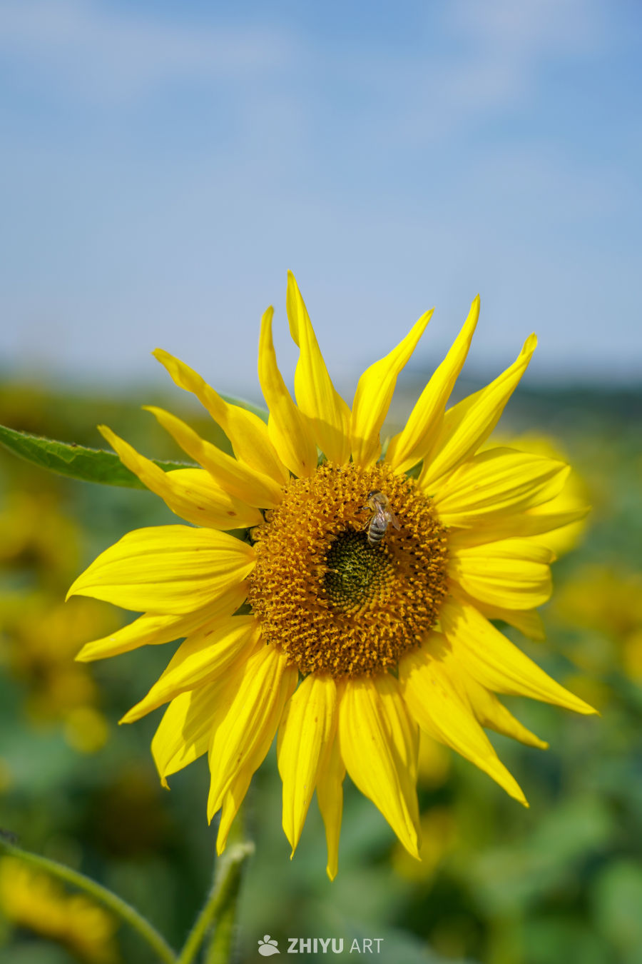 中江挂面村向日葵花海 5