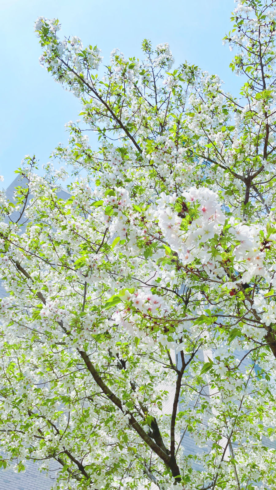 春季花卉 33