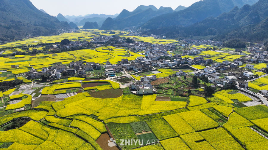 金色田园风光  油菜花海与村落 7