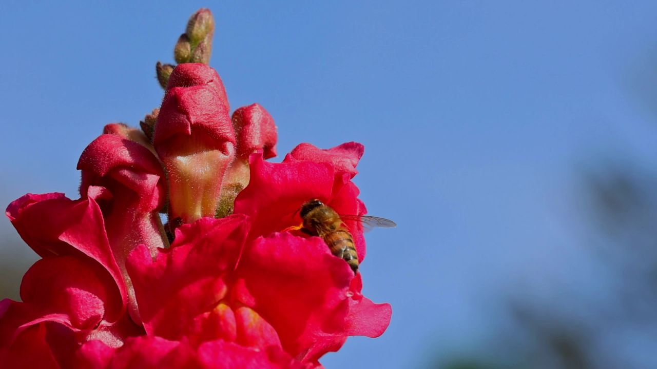 春暖花开蜜蜂采蜜 2