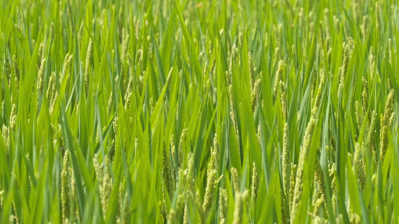 农村水稻田野粮食庄稼丰收 7
