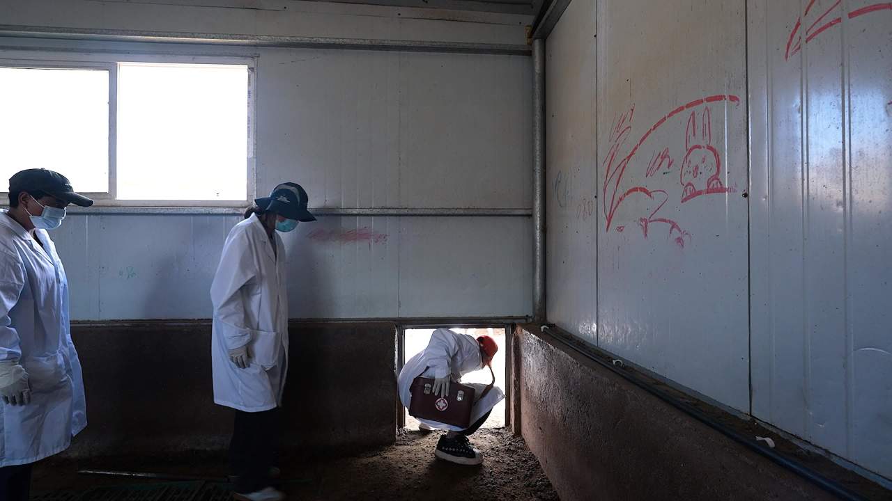 兽医团队给羊群做防疫