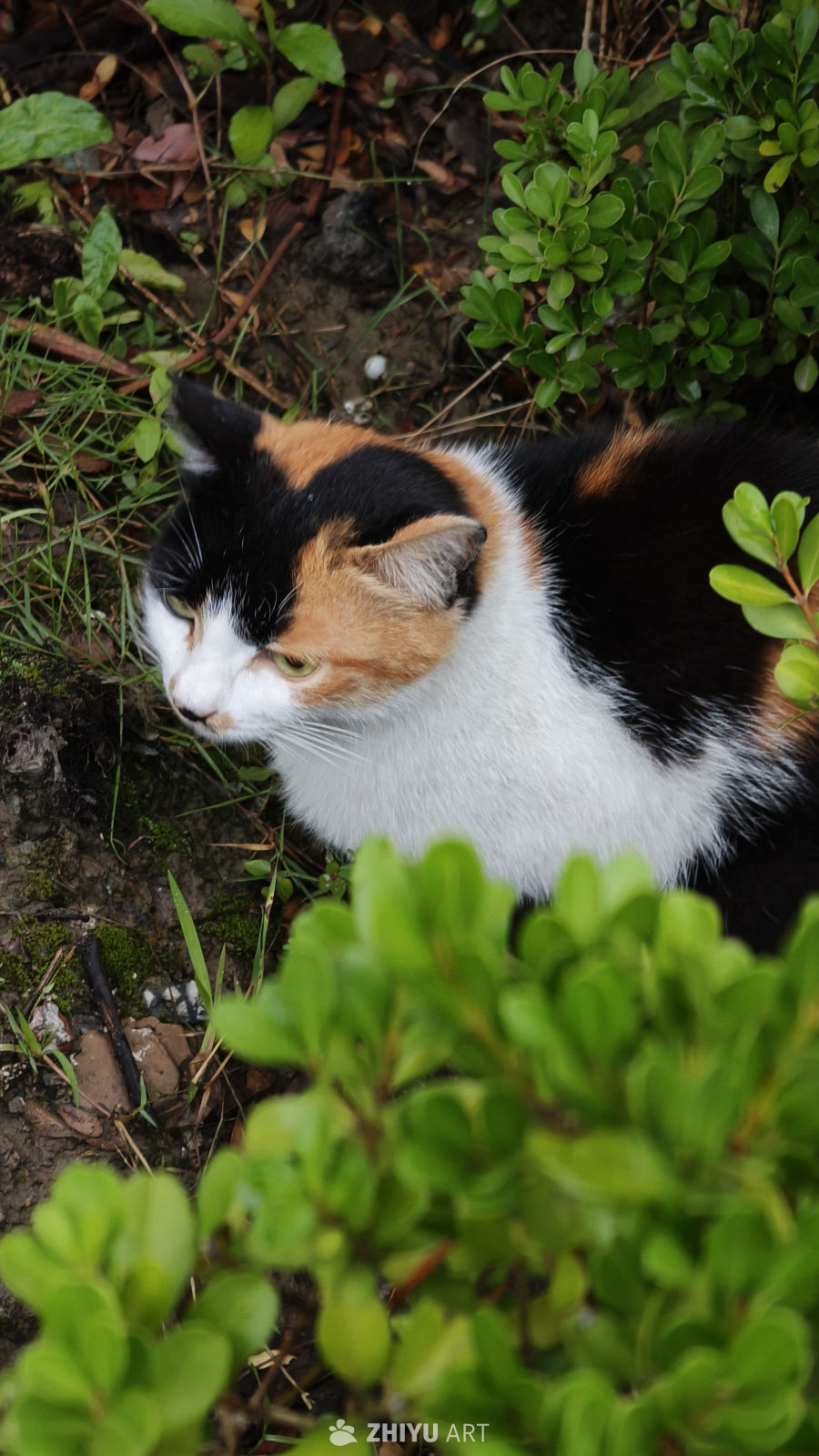 草丛中的三花小猫