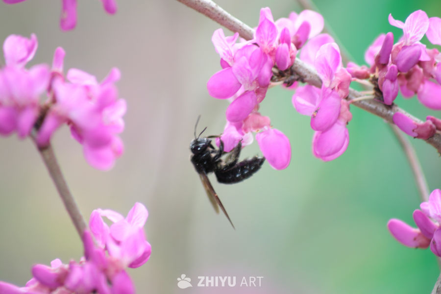 蜜蜂与粉红花海