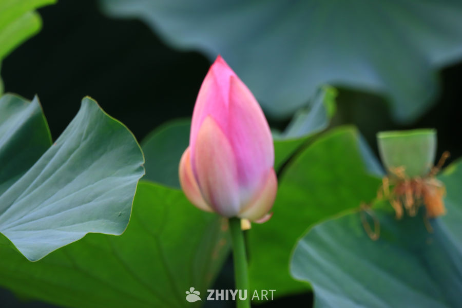 盛夏荷花 193
