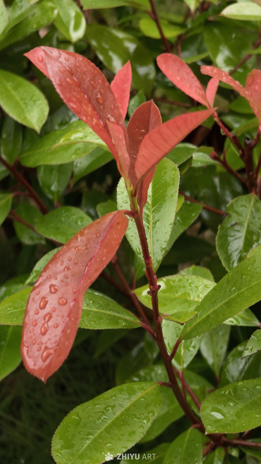 雨后红绿交织的自然之美