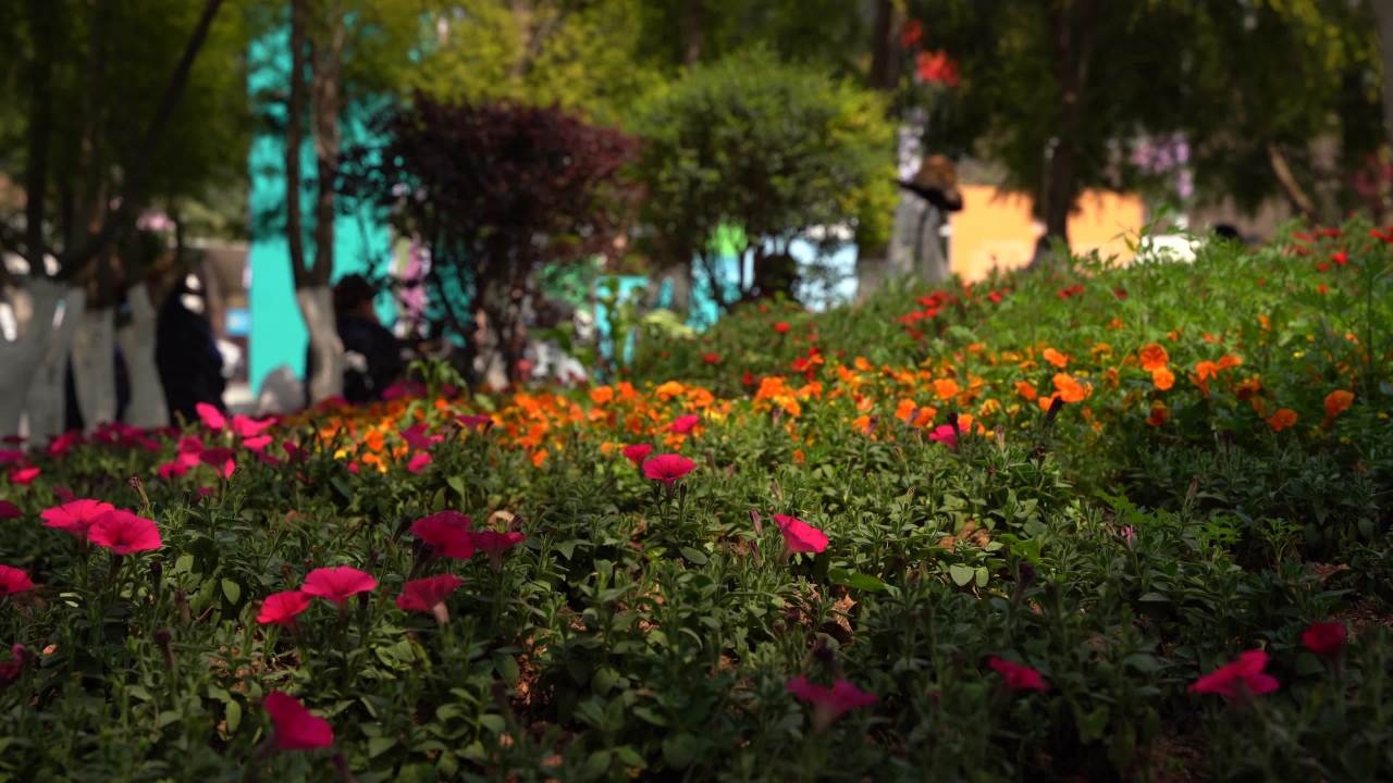 植物园 18