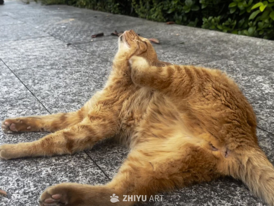 阳光下的猫咪伸展
