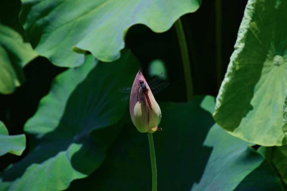 蜓