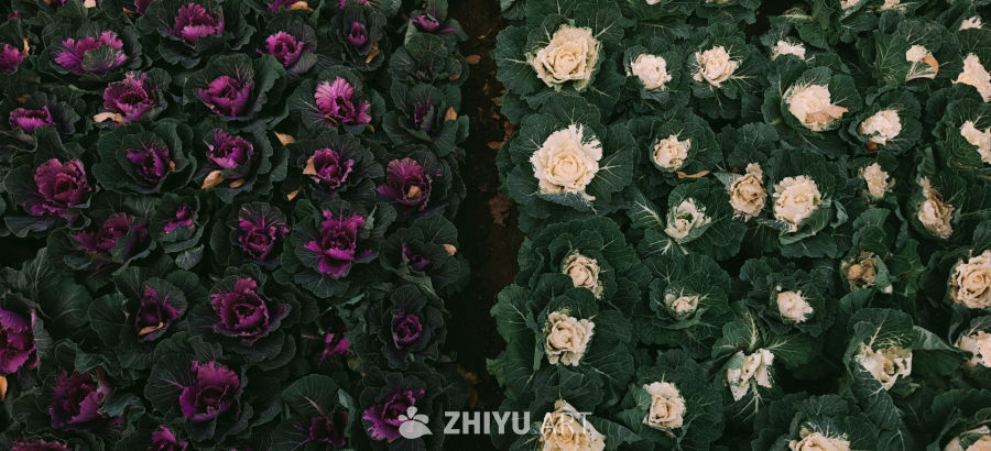 紫白卷心菜对比图