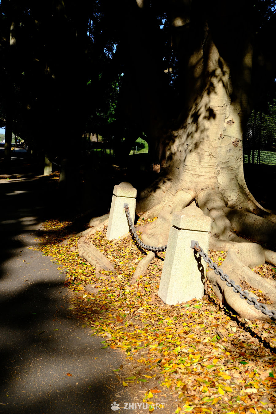 澳大利亚 Centennial Park 7