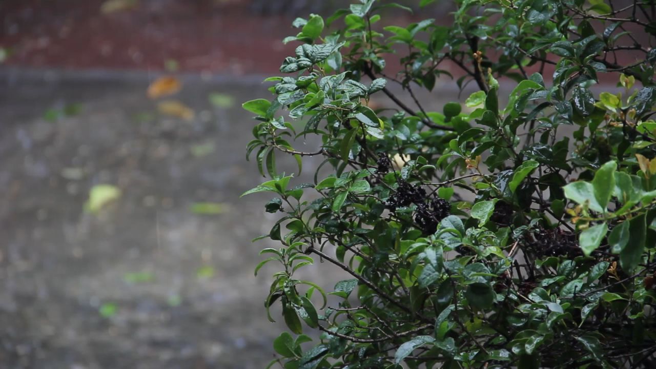 大雨中的院子里桂花树