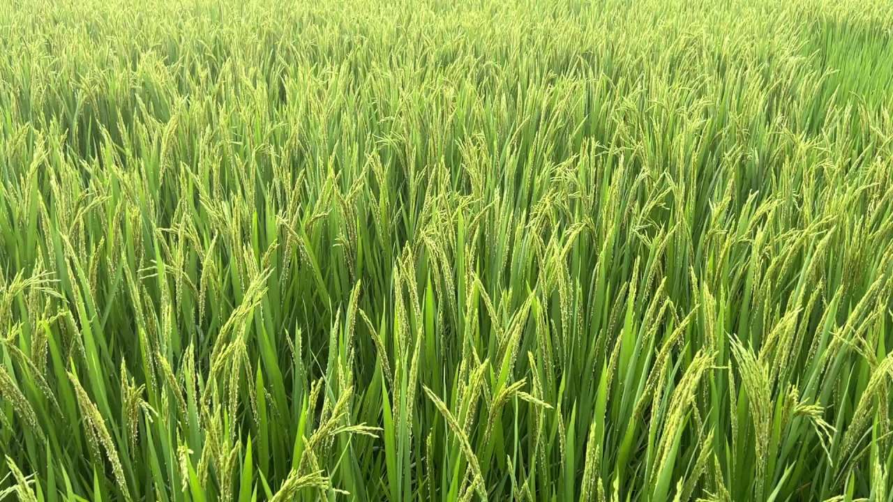 稻田 1