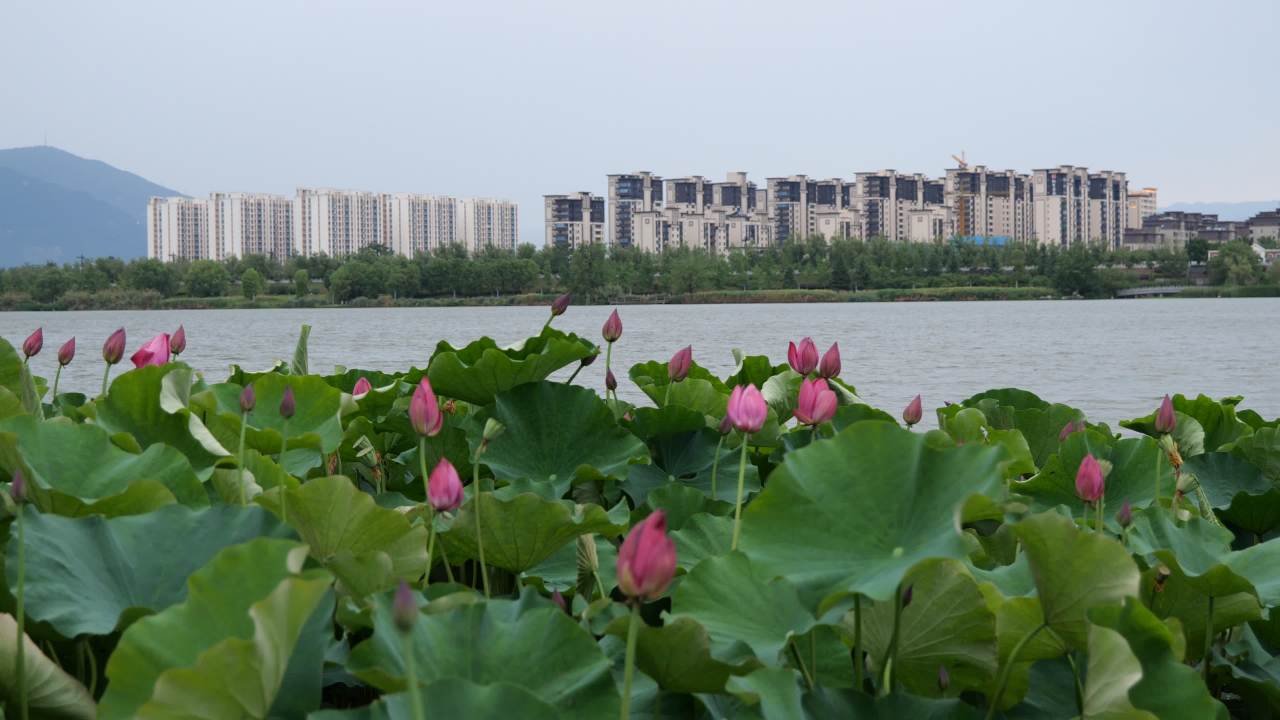 美丽的大桥 8
