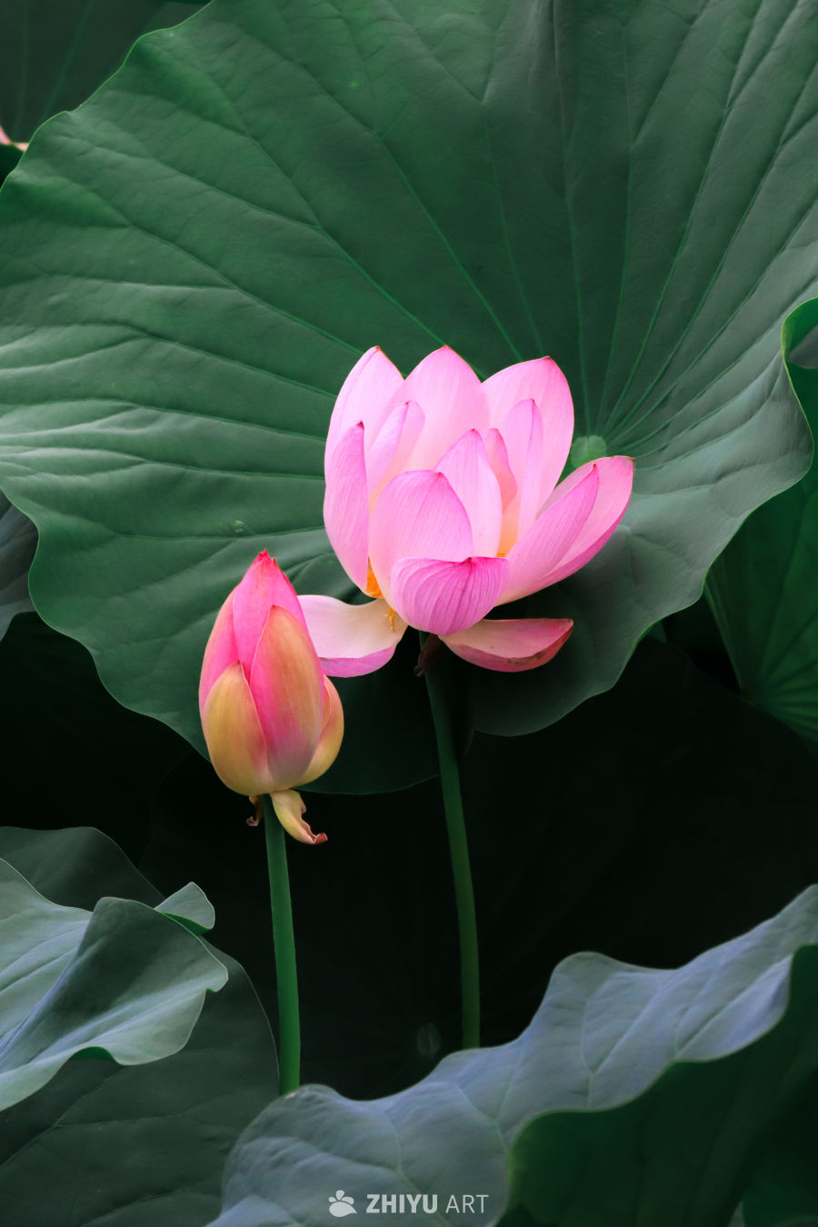 粉嫩荷花与绿叶共舞