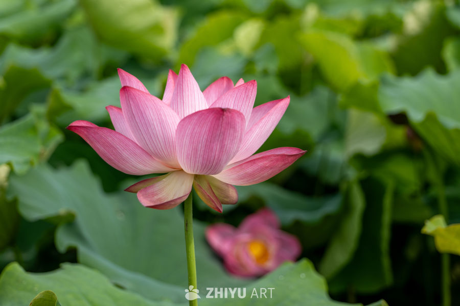 荷花 151