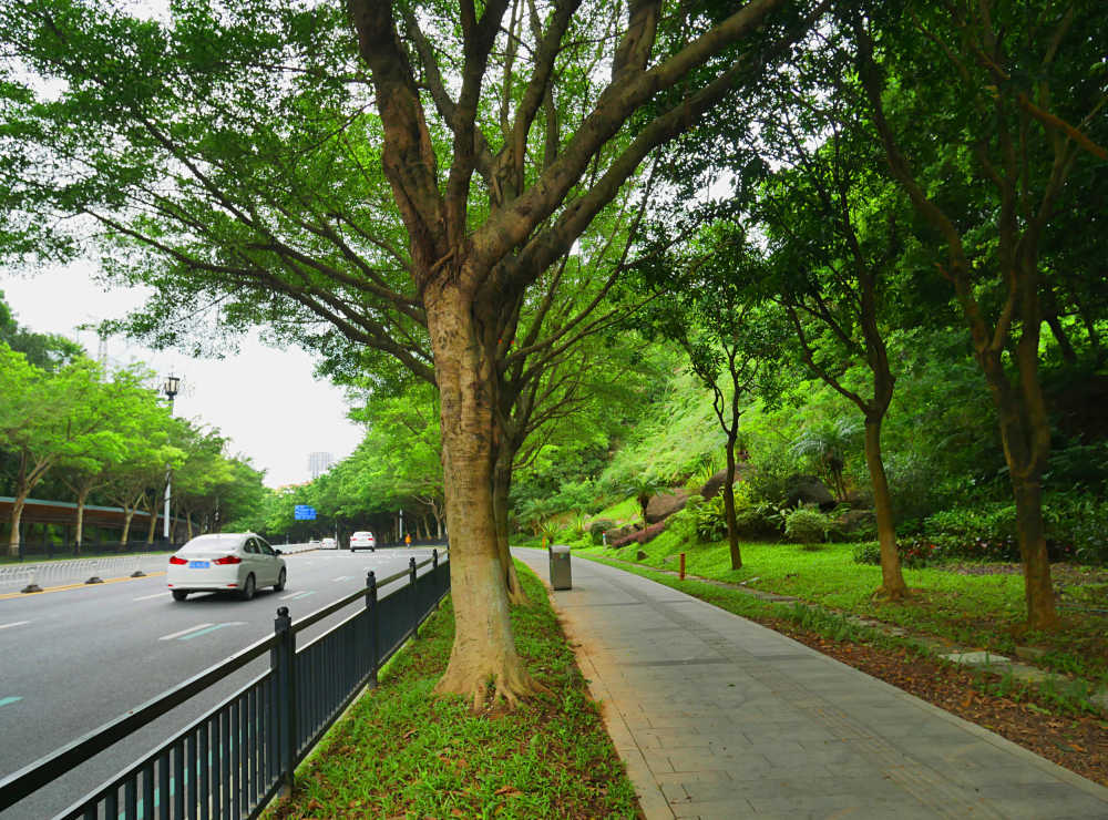 道路和榕树