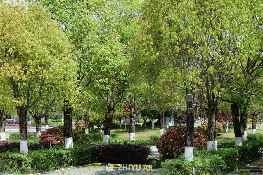 公园一角 4