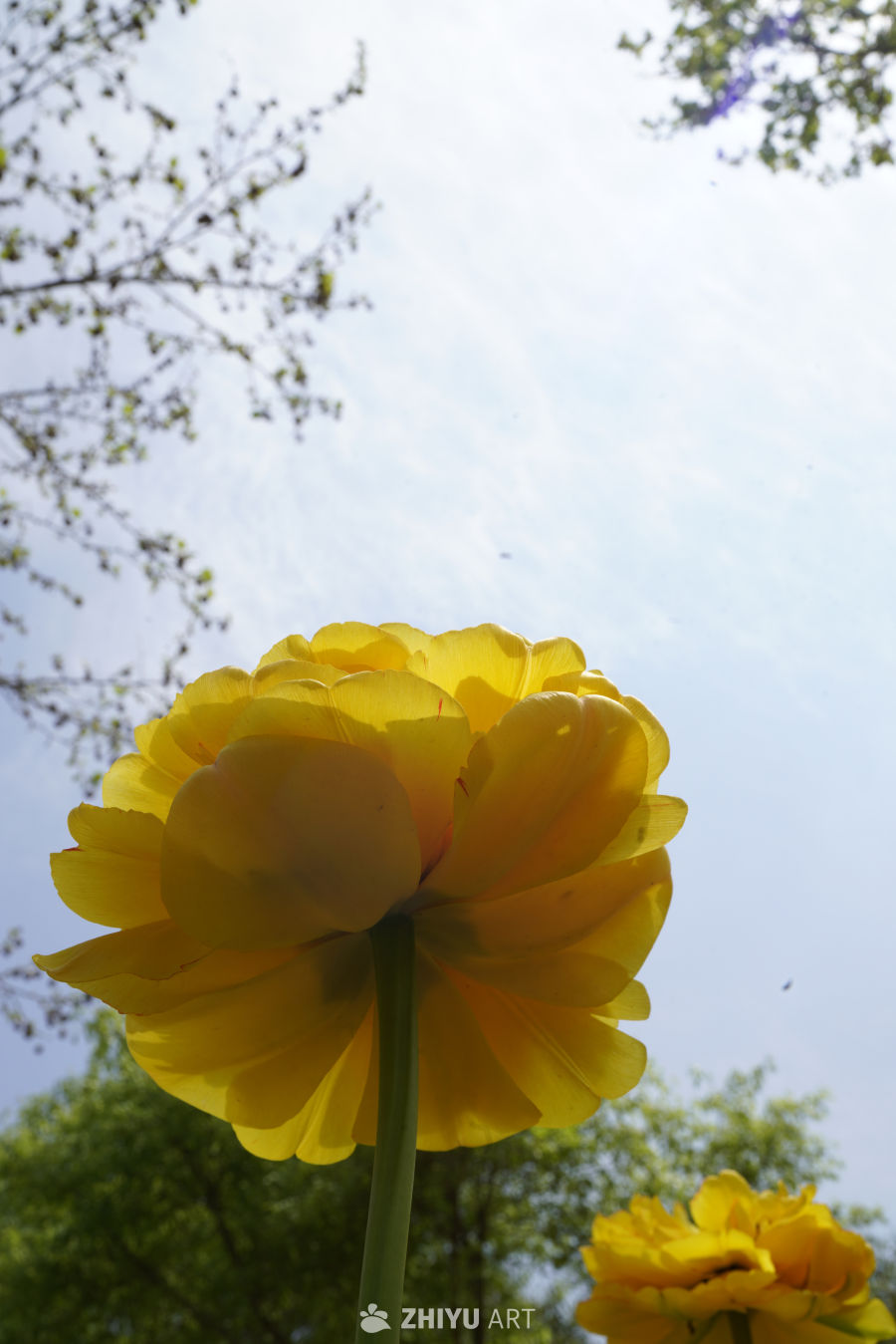 春日阳光下的花