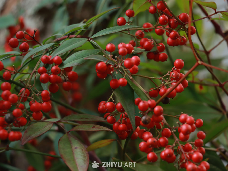 满树红果迎冬来