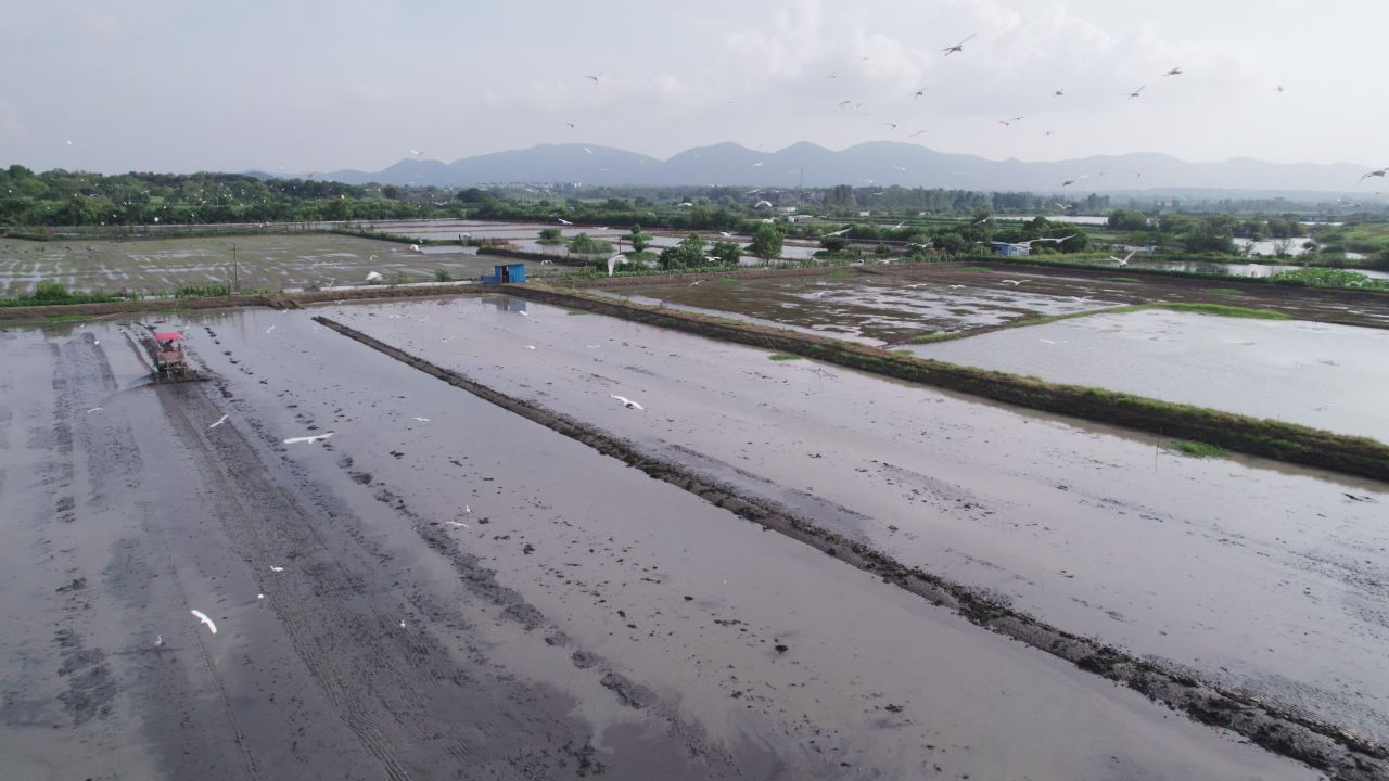 大自然野生保护动物白鹭涉禽 31