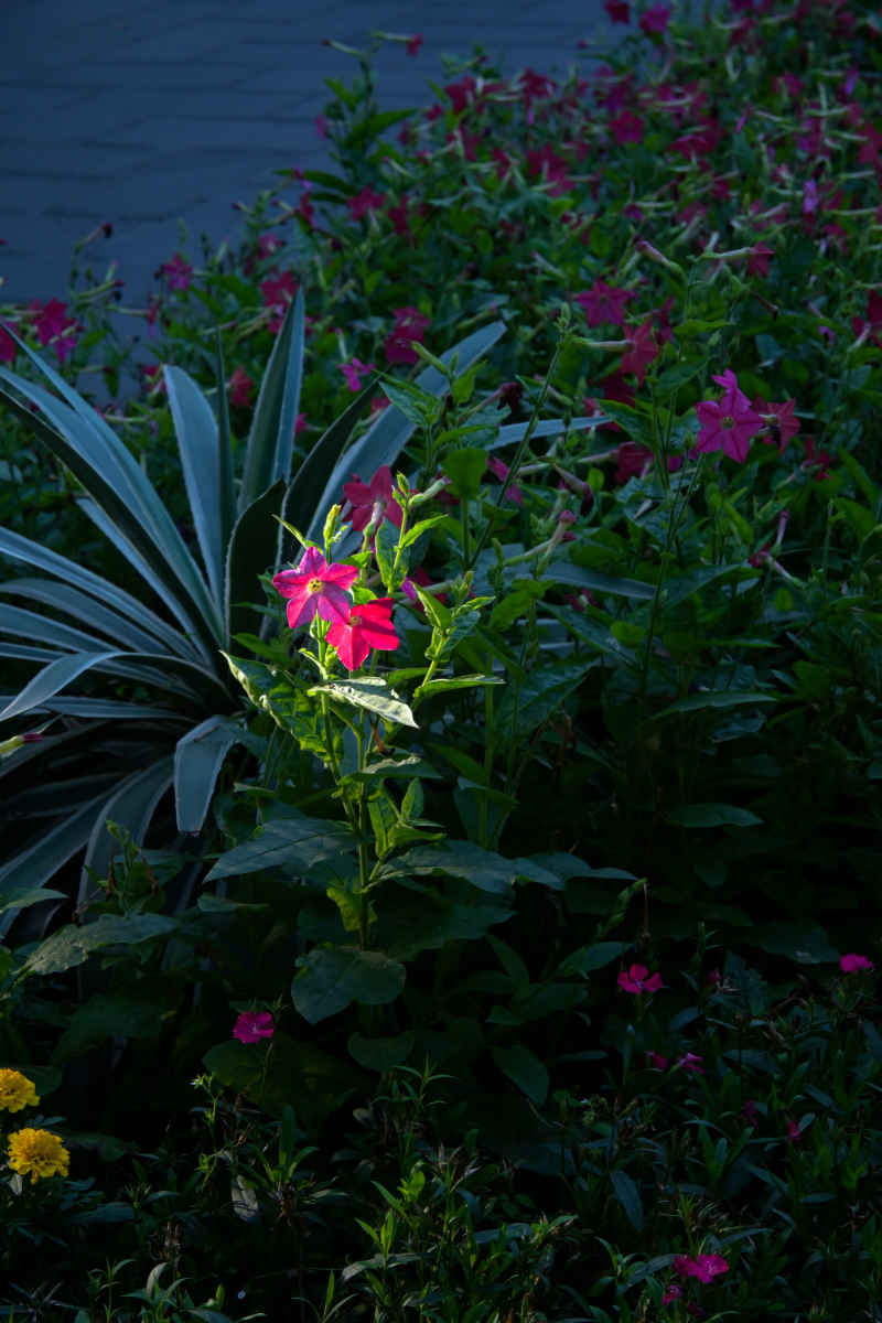 花