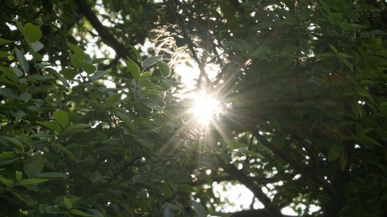 树木树叶阳光星芒逆光刺眼 27