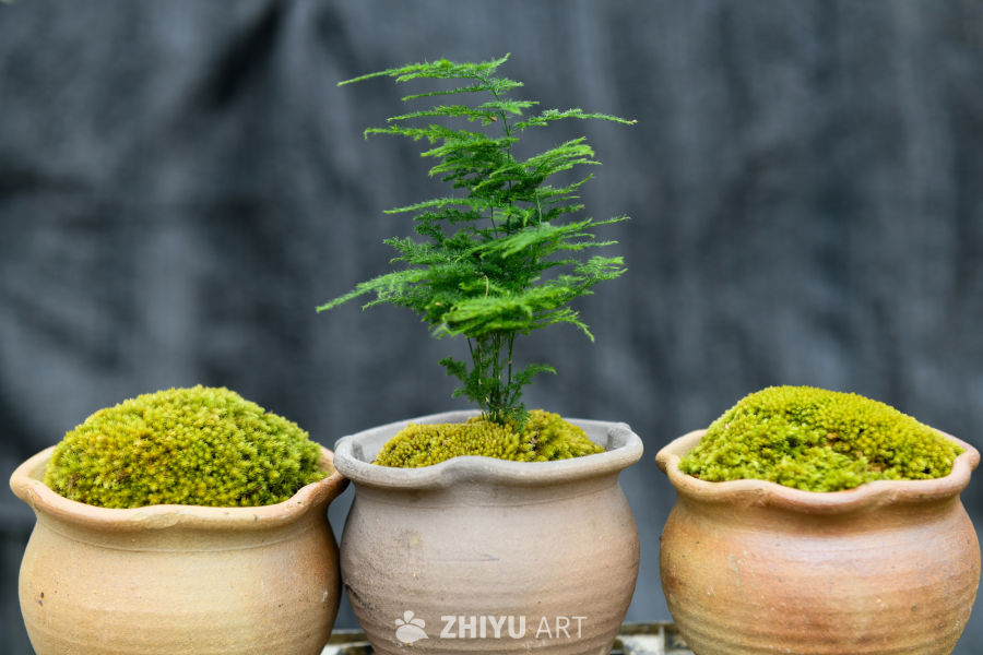 苔藓植物种植 23