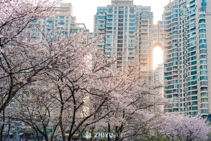 武汉西北湖公园樱花