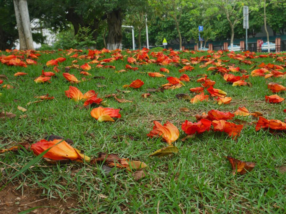 火焰树落花满地