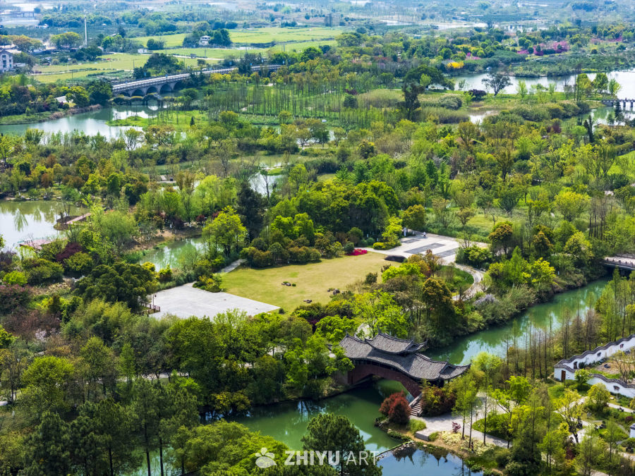 三垟湿地绿如海 5