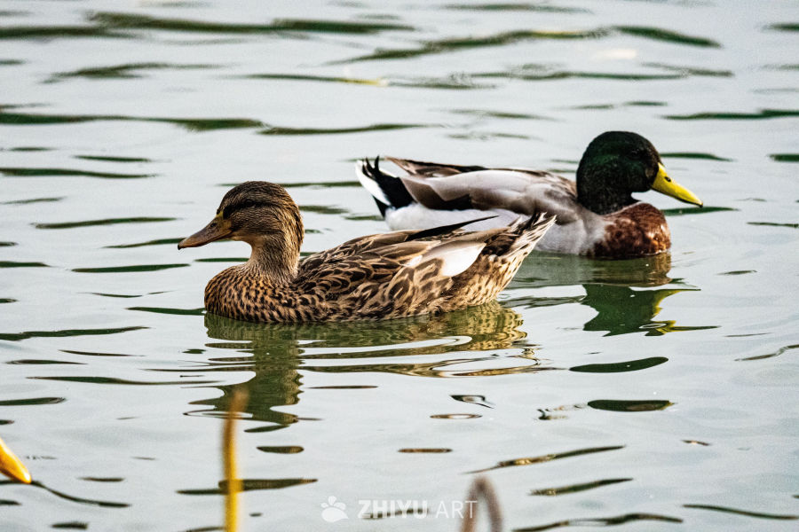 两只鸭子游弋水面