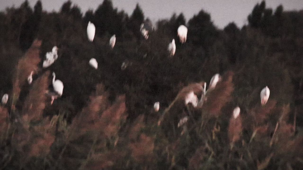白鹭