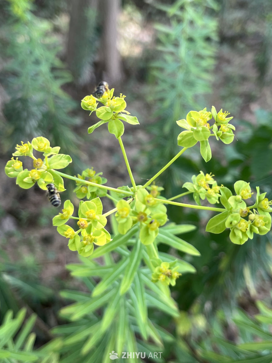 蜜蜂与绿意盎然的花丛