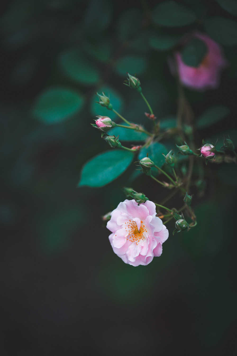 蔷薇花开